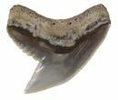 Colorful Fossil Tiger Shark (Galeocerdo) Tooth - Virginia #53509-1